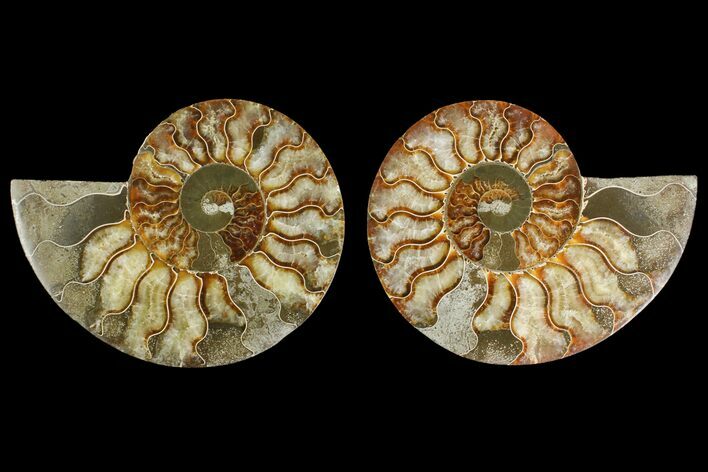 Agatized Ammonite Fossil - Madagascar #135263